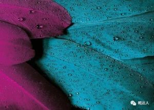 【42期】PS羽毛飞舞特效怎么做?一键生成,教程+插件分享-yadaren